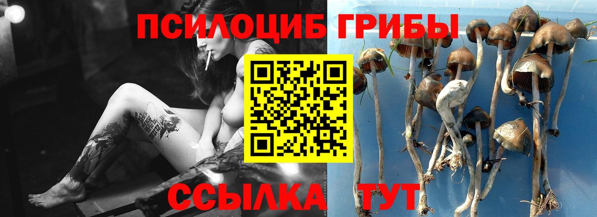 Псилоцибиновые грибы Psilocybe  Вход с VPN  Семёнов 
